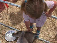 Petting Zoo - Civil War Reenacment - Old Town Temecula celebrates its heritage every year with stagecoach rides, Indian dancers, the Sheriff's Mounted Posse, wood carvers, Buffalo Soldiers, food, games, Civil War reenacments,  Gunfight shows by the Temecula Old Town Gunfighters.